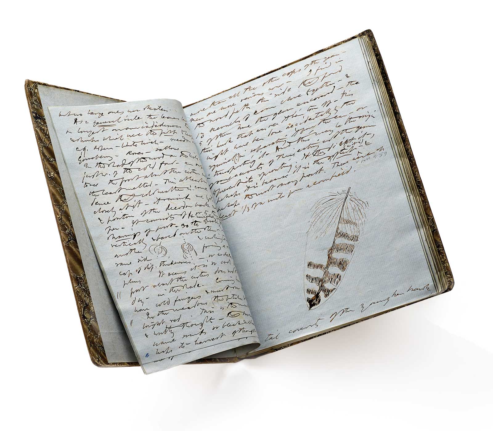 Thoreau’s journal notebook open to the entry for November 11, 1858.
