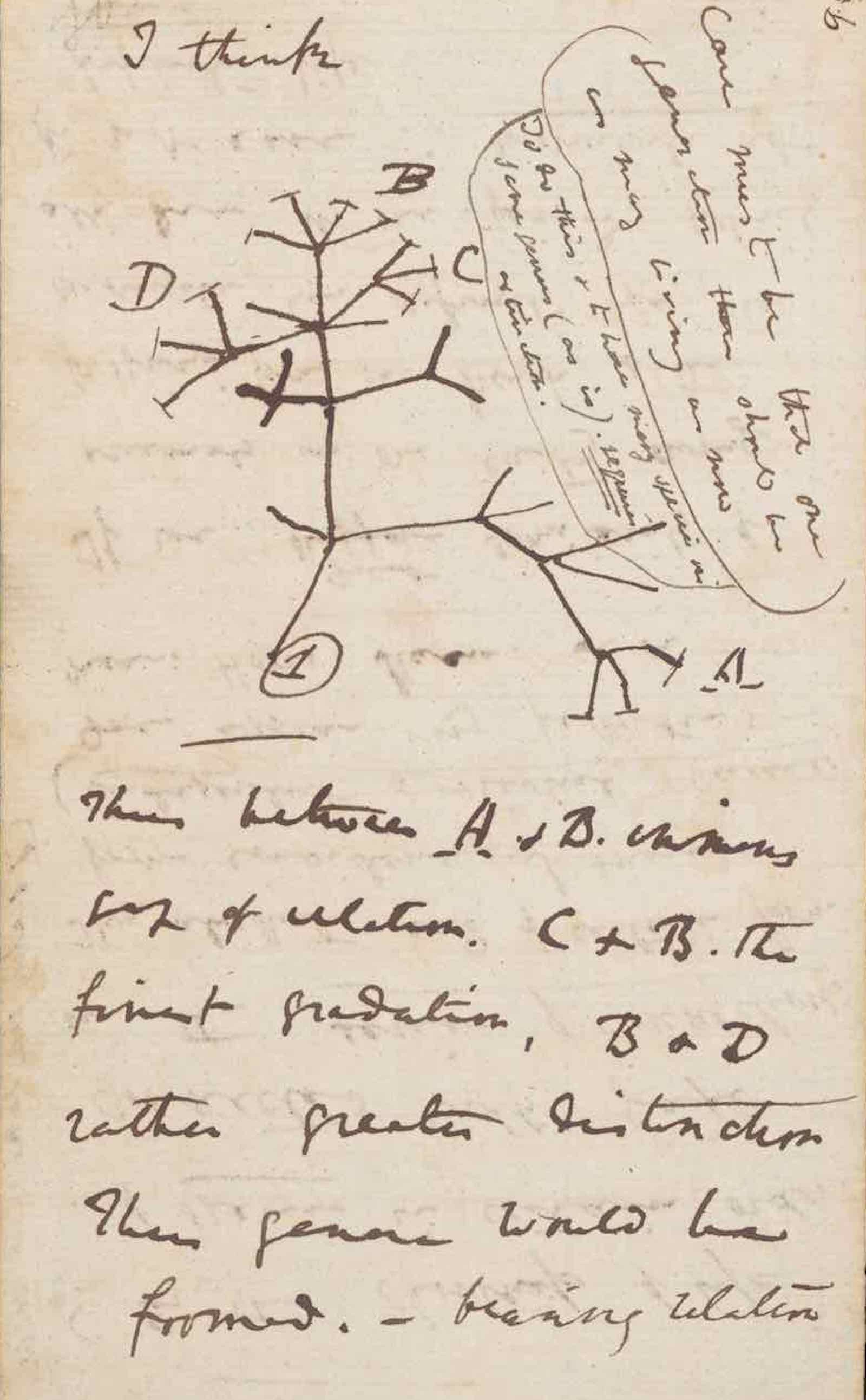 Tree of Life, from Notebook B, ca. 1837 - before September 1838