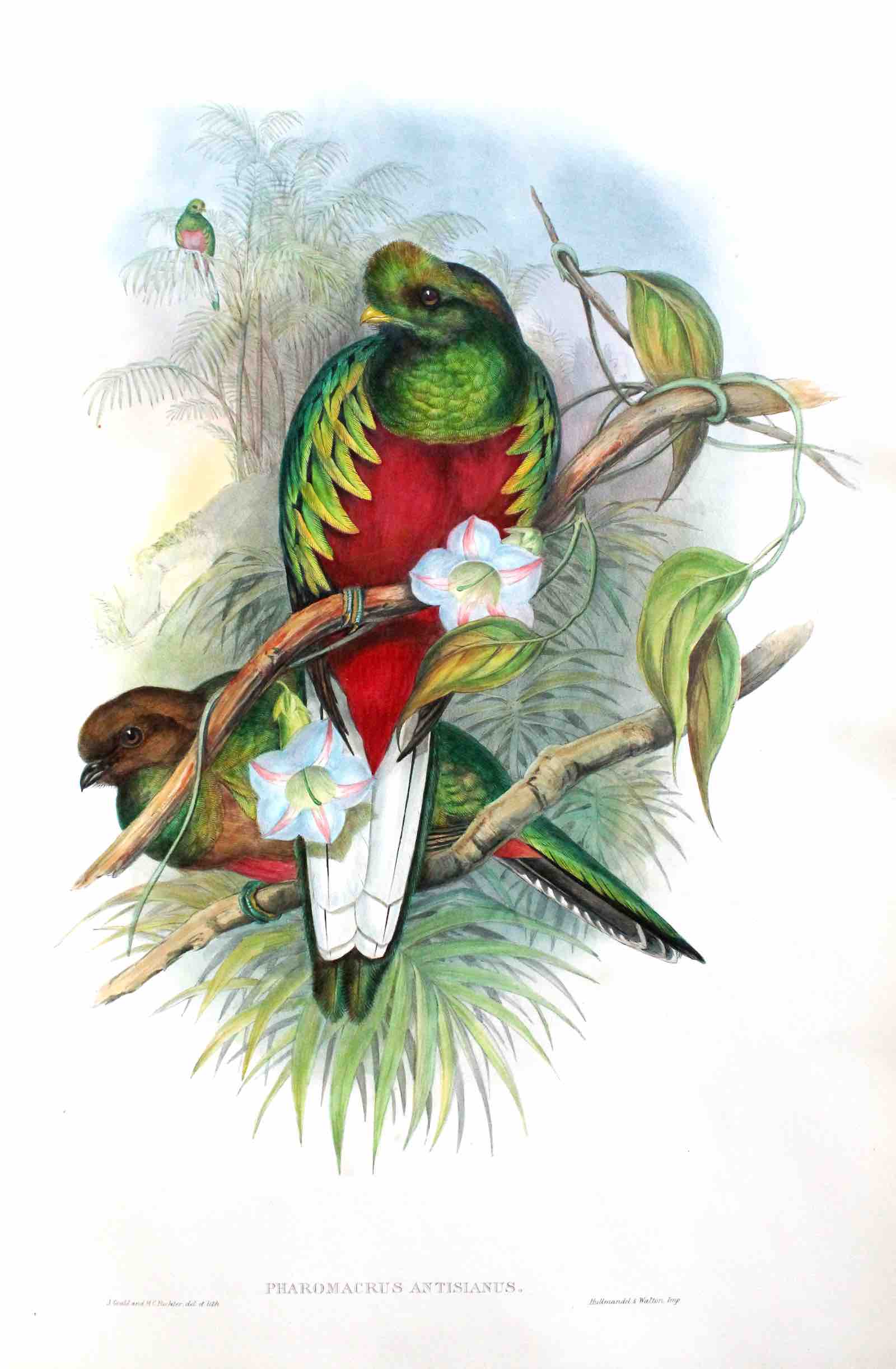 Illustration from John Gould’s Monograph of the Trogonidae
