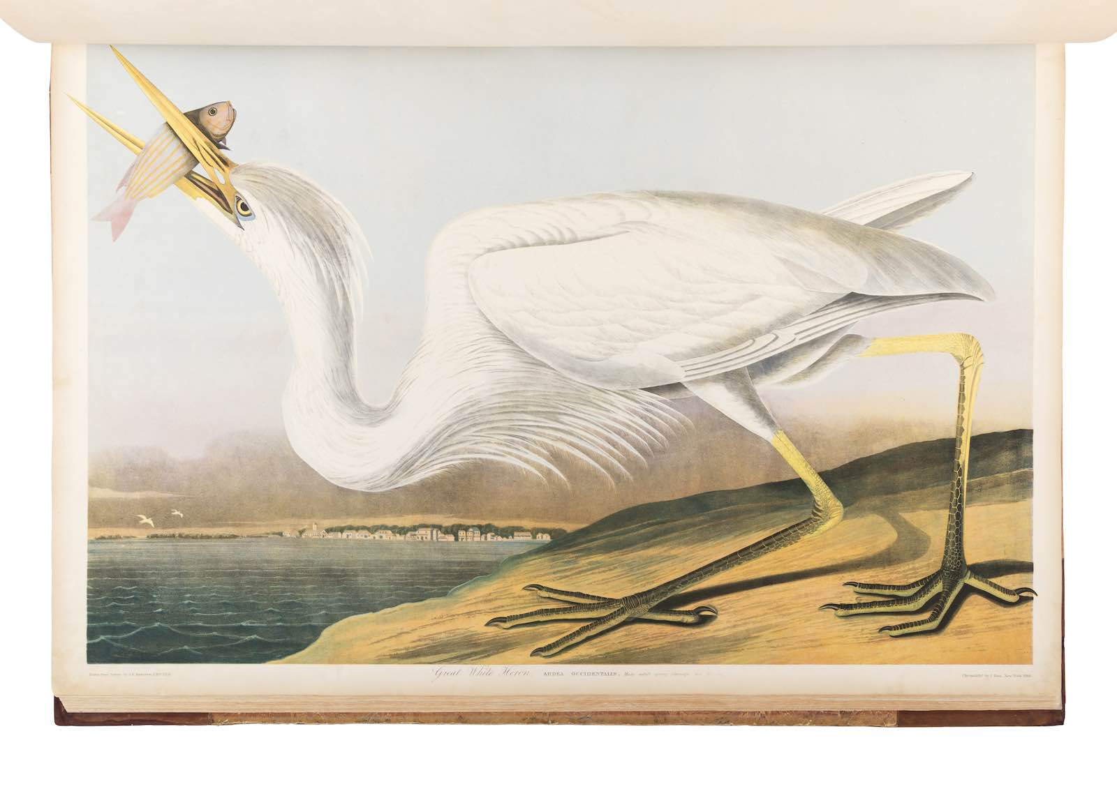 John James Audubon’s The Birds of America
