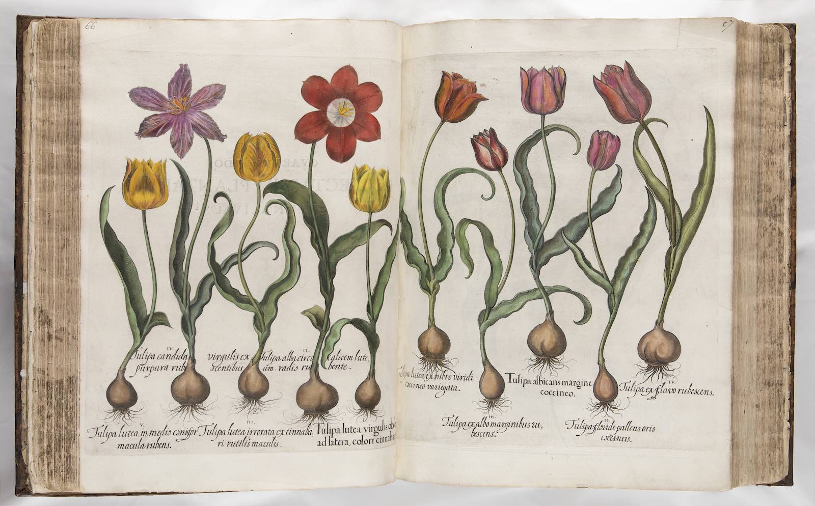 Basilius Besler (1561–1629) Johann Leypold, (act. 1607–19), engraver, Hortus Eystettensis (Garden of Eichstätt) Altdorf: Konrad Bauer, 1613