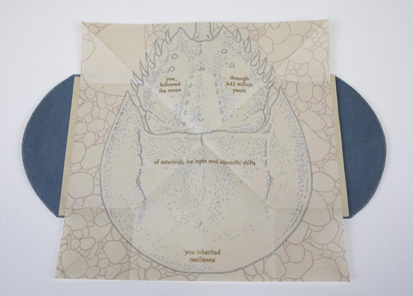 Corinne Teed's 445 Million Years