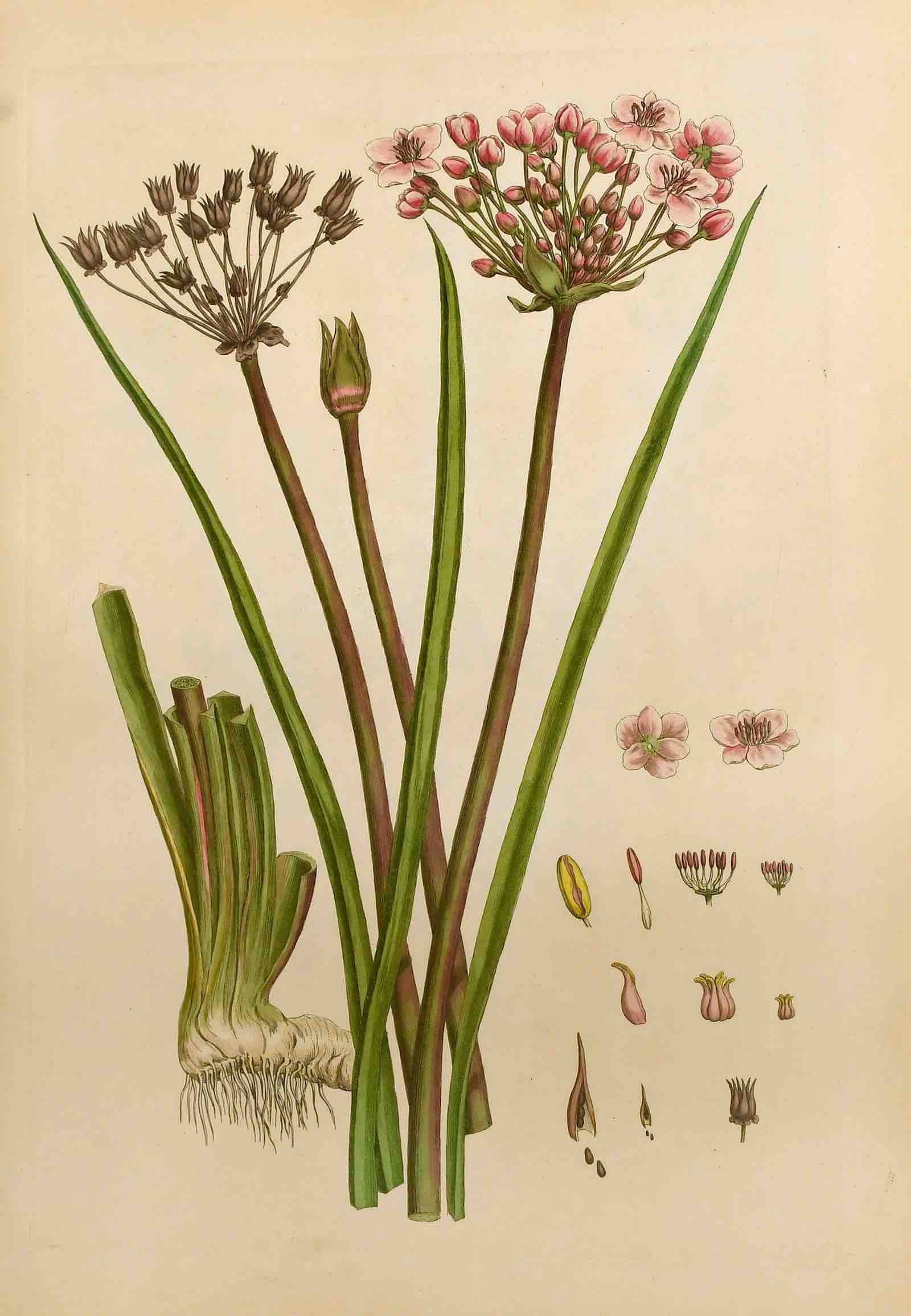 John Miller, An Illustration of the Sexual System of Linnaeus