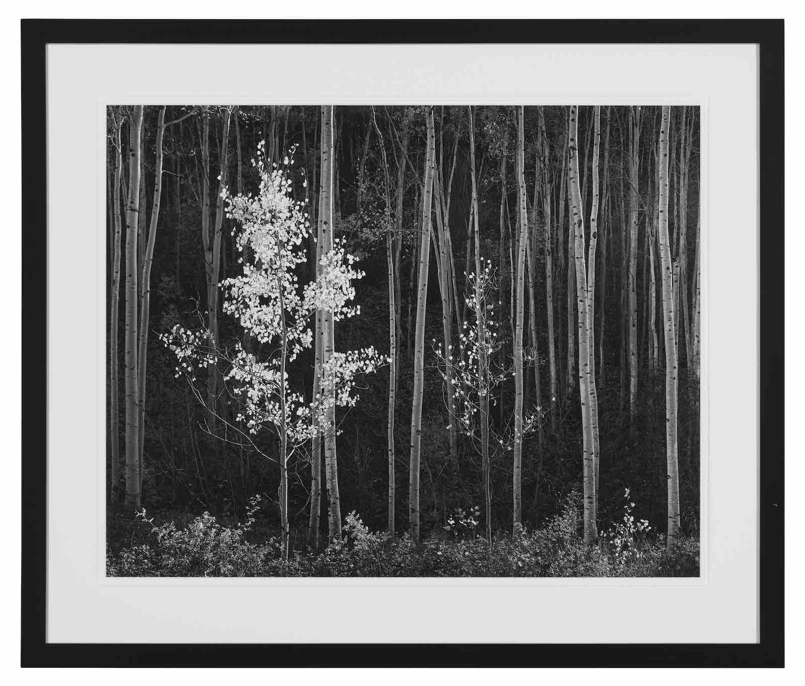 Ansel Adams, Aspens, Northern New Mexico, 1958
